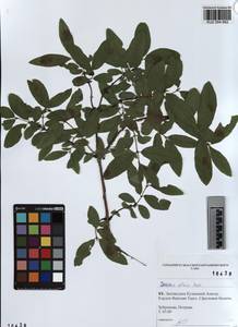 KUZ 004 662, Lonicera caerulea subsp. altaica (Pall.) Gladkova, Siberia, Altai & Sayany Mountains (S2) (Russia)