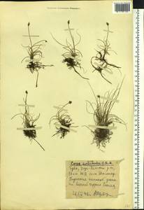 Carex duriuscula C.A.Mey., Siberia, Altai & Sayany Mountains (S2) (Russia)