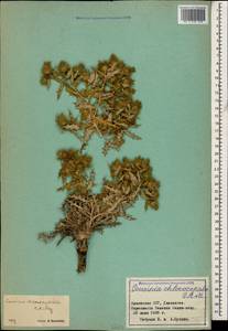 Cousinia chlorocephala C. A. Mey., Caucasus, Armenia (K5) (Armenia)