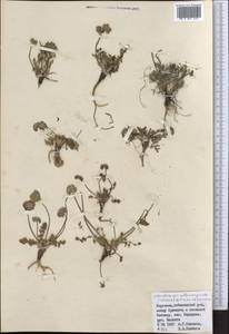 Lomatocarpa albomarginata (Schrenk) Pimenov & Lavrova, Middle Asia, Northern & Central Tian Shan (M4) (Kyrgyzstan)