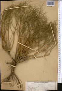 Artemisia songarica Schrenk, Middle Asia, Muyunkumy, Balkhash & Betpak-Dala (M9) (Kazakhstan)