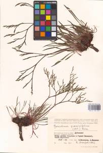 Goniolimon graminifolium (Aiton) Boiss., Eastern Europe, Lower Volga region (E9) (Russia)