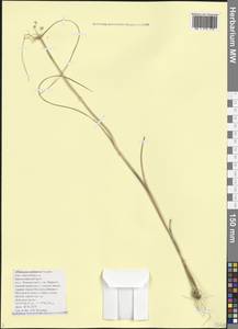 Allium flavum subsp. tauricum (Besser ex Rchb.) K.Richt., Caucasus, Black Sea Shore (from Novorossiysk to Adler) (K3) (Russia)