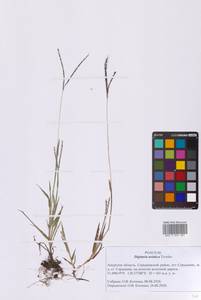 Digitaria ischaemum (Schreb.) Muhl., Siberia, Russian Far East (S6) (Russia)