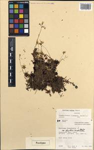 Saxifraga bronchialis subsp. codyana (Zhmylev) W.J. Cody, America (AMER) (Canada)