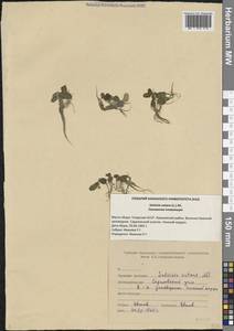 Salvinia natans (L.) All., Eastern Europe, Middle Volga region (E8) (Russia)