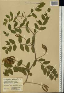 Astragalus glycyphyllos L., Eastern Europe, West Ukrainian region (E13) (Ukraine)