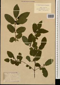 Lonicera caucasica subsp. orientalis (Lam.) D. F. Chamb. & Long, Caucasus, Stavropol Krai, Karachay-Cherkessia & Kabardino-Balkaria (K1b) (Russia)