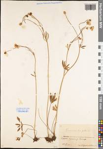 Ranunculus pedatus Waldst. & Kit., Eastern Europe, Eastern region (E10) (Russia)
