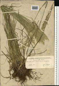 Bromus riparius Rehmann, Eastern Europe, Lower Volga region (E9) (Russia)