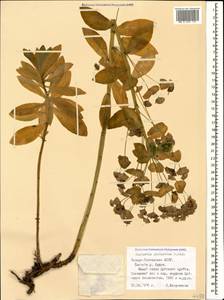 Euphorbia glaberrima K.Koch, Caucasus, North Ossetia, Ingushetia & Chechnya (K1c) (Russia)