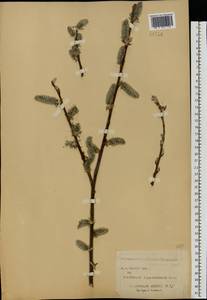 Salix caprea × cinerea, Eastern Europe, Central forest-and-steppe region (E6) (Russia)