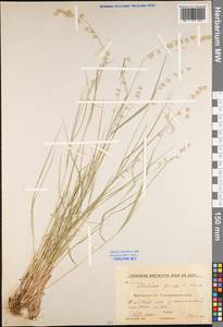 Melica picta K.Koch, Eastern Europe, Central forest-and-steppe region (E6) (Russia)