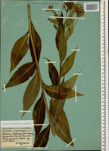 Senecio propinquus Schischk., Caucasus, Stavropol Krai, Karachay-Cherkessia & Kabardino-Balkaria (K1b) (Russia)