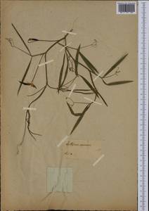 Lathyrus annuus L., Botanic gardens and arboreta (GARD) (Germany)