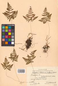 Gymnocarpium robertianum (Hoffm.) Newman, Siberia, Russian Far East (S6) (Russia)