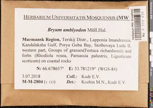 Ptychostomum inclinatum (Sw. ex Brid.) J.R. Spence, Bryophytes, Bryophytes - Karelia, Leningrad & Murmansk Oblasts (B4) (Russia)