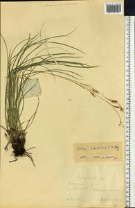 Carex pediformis C.A.Mey., Siberia, Baikal & Transbaikal region (S4) (Russia)