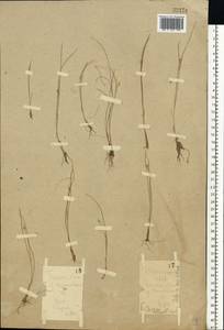 Rhynchospora alba (L.) Vahl, Eastern Europe, Volga-Kama region (E7) (Russia)