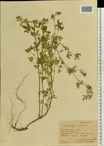 Medicago sativa L., Eastern Europe, West Ukrainian region (E13) (Ukraine)