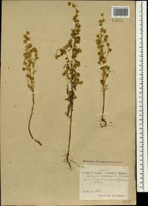 Artemisia macrocephala Jacquem. ex Besser, Mongolia (MONG) (Mongolia)