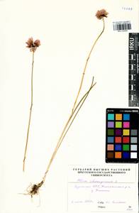 Allium schoenoprasum L., Siberia, Baikal & Transbaikal region (S4) (Russia)