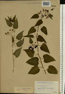 Solanum dulcamara L., Eastern Europe, Northern region (E1) (Russia)