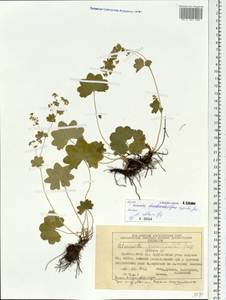 Alchemilla altaica Juz., Siberia, Central Siberia (S3) (Russia)