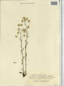 Erigeron brachycephalus H. Lindb., Eastern Europe, Moscow region (E4a) (Russia)