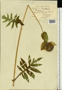 Cirsium oleraceum (L.) Scop., Eastern Europe, Moscow region (E4a) (Russia)