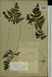 Gymnocarpium robertianum (Hoffm.) Newman, Eastern Europe, Eastern region (E10) (Russia)