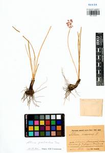 Allium prostratum Trevir., Siberia, Baikal & Transbaikal region (S4) (Russia)