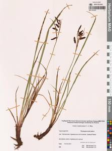 Carex lyngbyei Hornem., Siberia, Chukotka & Kamchatka (S7) (Russia)