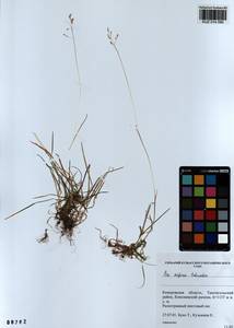 Poa supina Schrad., Siberia, Altai & Sayany Mountains (S2) (Russia)