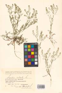 Lepidium ruderale L., Eastern Europe, Lower Volga region (E9) (Russia)