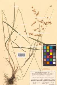 Melica turczaninowiana Ohwi, Siberia, Russian Far East (S6) (Russia)
