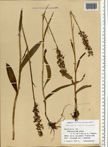 Dactylorhiza maculata subsp. fuchsii (Druce) Hyl., Eastern Europe, Northern region (E1) (Russia)