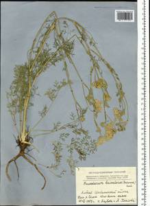 Kitagawia baicalensis (Redowsky ex Willd.) Pimenov, Siberia, Altai & Sayany Mountains (S2) (Russia)