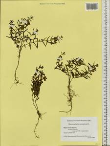 Dracocephalum peregrinum L., Siberia, Baikal & Transbaikal region (S4) (Russia)