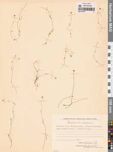 Ranunculus reptans L., Siberia, Chukotka & Kamchatka (S7) (Russia)