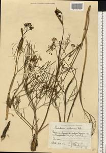 Peucedanum ruthenicum M. Bieb., Eastern Europe, North Ukrainian region (E11) (Ukraine)