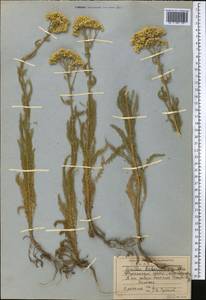 Achillea arabica Kotschy, Middle Asia, Western Tian Shan & Karatau (M3) (Kyrgyzstan)