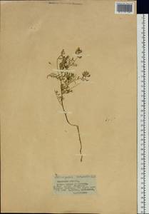 Astragalus versicolor Pall., Siberia, Baikal & Transbaikal region (S4) (Russia)