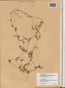 Vicia villosa subsp. varia (Host)Corb., Eastern Europe, Central forest region (E5) (Russia)