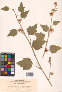 Althaea officinalis L., Eastern Europe, Lower Volga region (E9) (Russia)