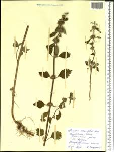 Marrubium catariifolium Desr., Eastern Europe, Lower Volga region (E9) (Russia)