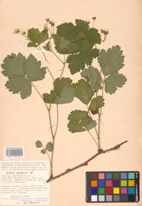 Rubus caesius L., Eastern Europe, Lower Volga region (E9) (Russia)