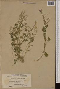 Malcolmia orsiniana subsp. angulifolia (Boiss. & Orph.) Stork, Western Europe (EUR) (North Macedonia)