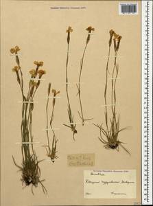 Dianthus cretaceus Adams, Caucasus, Krasnodar Krai & Adygea (K1a) (Russia)