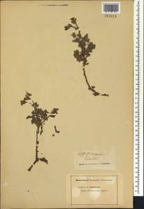 Pelargonium calviniae Knuth, Africa (AFR) (Not classified)